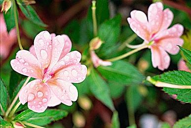 《吸血鬼幸存者》1.5更新6月13日上线 追加多项新要素